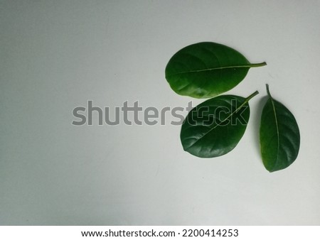 three beautiful jackfruit leaves on a white background