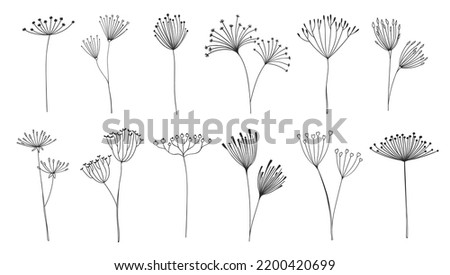 Outline floral twigs and sprigs, umbrella flowers. Plant sprigs, dill or fennel line vector twigs. Floral and botanical monochrome decorations with field or garden herbs seeds, buds and stems