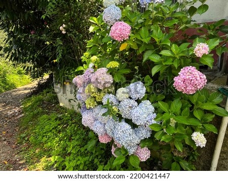 beautiful hydrangea, colorful hydrangea flowers