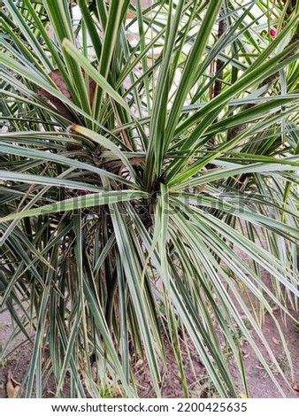 Dracaena Marginata Tricolor, is an ornamental plant with long tapered leaves and a hard texture, bright red leaves with a touch of green, also known as dragon tree plants.