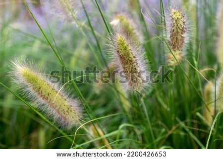 Beautiful picture of flowers and grass - violet lavenders and green, sgrasses in bloom. Lovely nature in the bloom - blossom flowers.