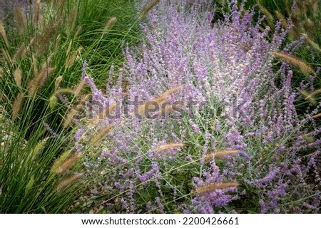 Beautiful picture of flowers of lavender ,Lavandula angustifolia and grass - violet lavenders and green, sgrasses in bloom. Lovely nature in the bloom - blossom flowers.