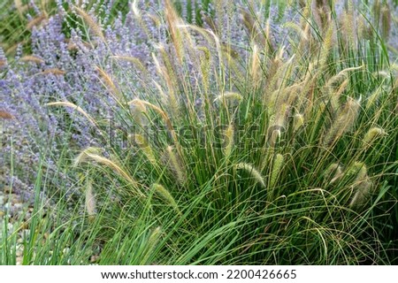 Beautiful picture of flowers and grass - violet lavenders and green, sgrasses in bloom. Lovely nature in the bloom - blossom flowers.