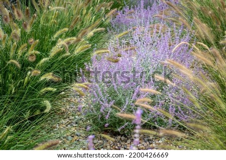 Beautiful picture of flowers of Lavender, Lavandula angustifolia and grass - violet lavenders and green, sgrasses in bloom. Lovely nature in the bloom - blossom flowers.