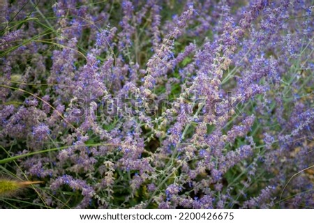 Beautiful picture of flowers of lavender, Lavandula angustifolia and grass - violet lavenders and green, sgrasses in bloom. Lovely nature in the bloom - blossom flowers.