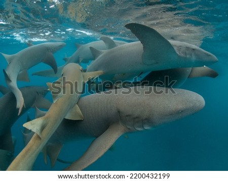 tawny nurse shark on  the surface