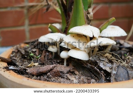 Mushrooms grown on house plants, due to too much watering. Plants on balcony terrace. Picture taken in London, UK in September 2022 
