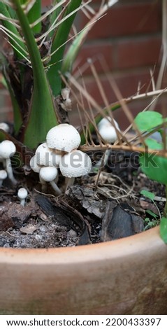 Mushrooms grown on house plants, due to too much watering. Plants on balcony terrace. Picture taken in London, UK in September 2022 