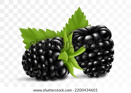 Fresh blackberry with stem and leaf, isolated on transparent background, 3d realistic vector berries
