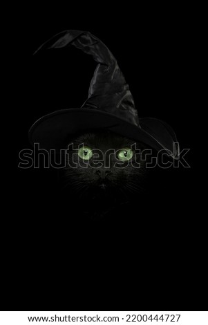 Black cat portrait with bright vibrant green eyes with a witch hat as a concept for halloween or witches