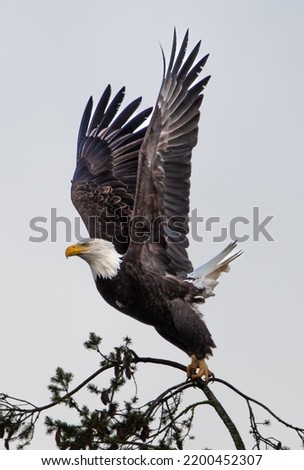 Bald eagle preparing to take off into flight.