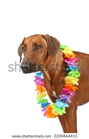 dog with a Hawaiian collar around his neck isolated on white 
