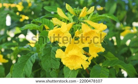 Yellow Elder Flower,Yellow elder, Trumpetbush, Trumpetflower, Yellow trumpet-flower, Yellow trumpetbush,tecoma stans Royalty-Free Stock Photo #2200478107