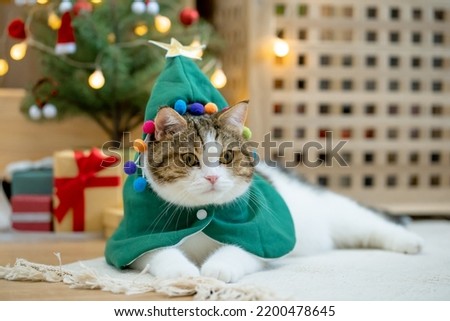 scottish tabby cat in christmas theme cloth during play with new year gift and christmas tree