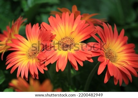 Beautiful orange flowers in sunny June