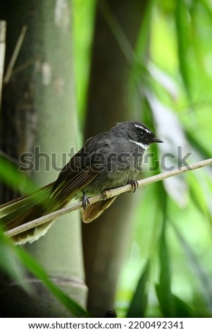 closeup the small black brown wagtail birds sitting and holding bamboo tree branch soft focus natural green brown background.