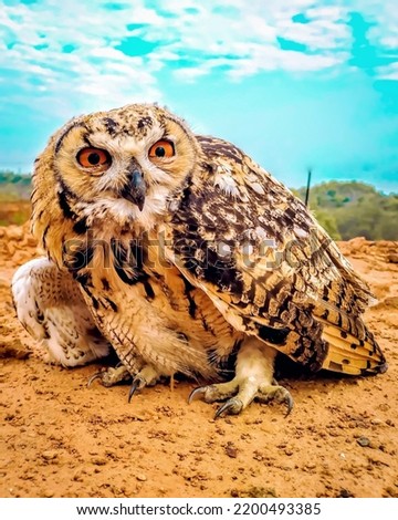 Picture of an angry owl,brown in colour.