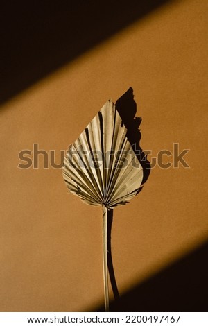 Elegant aesthetic dried fan leaf with sunlight shadows on warm orange background with copy space. Boho stylish still life flower composition