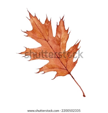 Watercolor autumn orange oak leaf. Isolated hand drawn illustration on white background.