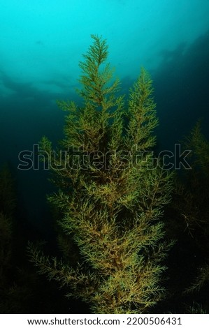under water wide angle kelp photo