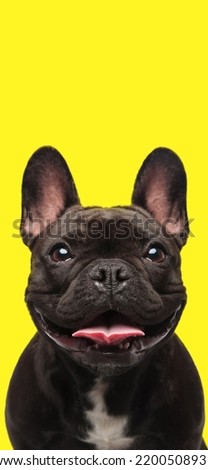 phone wallpaper picture of happy little french bulldog dog sticking out tongue and looking up in front of yellow background