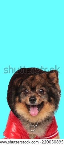 cute small pomeranian spitz dog with cool red leather jacket sticking out tongue and posing on blue background