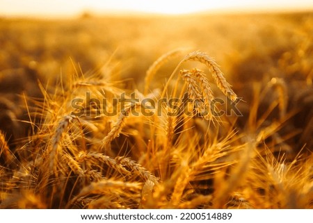 Ears of golden wheat close up. Growth nature harvest. Agriculture farm.