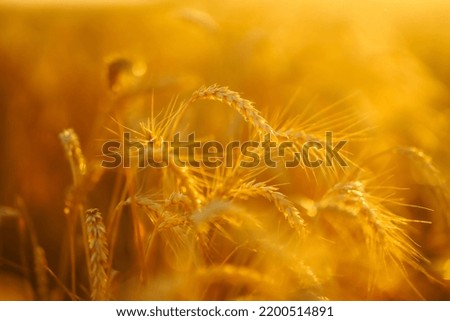 Ears of golden wheat close up. Growth nature harvest. Agriculture farm.