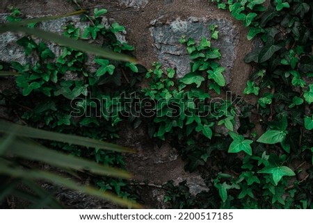 bautiful green climb plant ivy on gray stone old ancient building walls