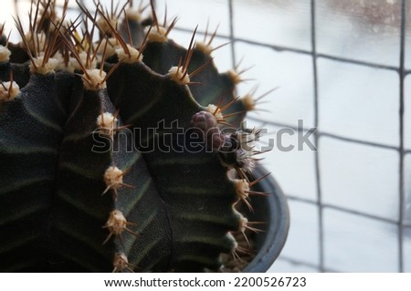 Cactus species Gymnocalycium Mihanovichii. In a black plastic pot.