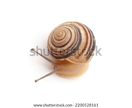 One striped snail isolated on white background. Royalty-Free Stock Photo #2200528161
