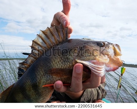 Trophy fishing. This European Perch (rivers perch) weighing 1.2 kilograms was caught spinning in the northern lake. Toothy mouth of a predatory fish Royalty-Free Stock Photo #2200531645