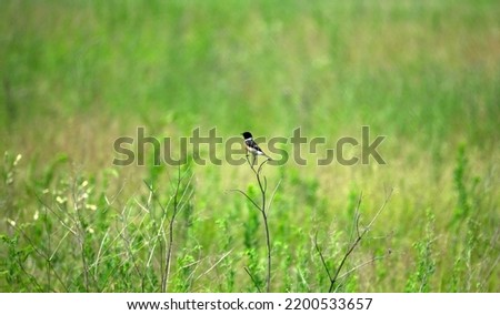 Siberian Stonechat (Saxicola maura stejnegeri, male) in nesting station. Mobbing. Abakan steppe. Khakassia. Middle Siberia Royalty-Free Stock Photo #2200533657