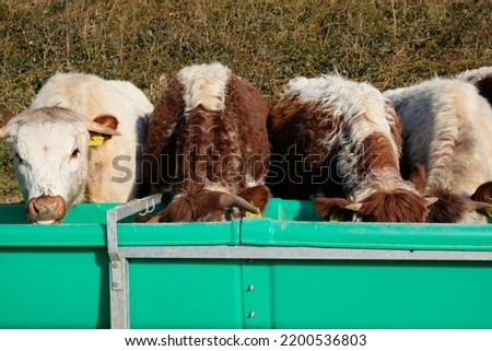 cows eating from a big green trough