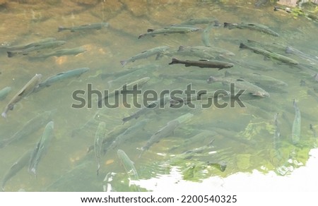 Freshwater fish in a water reservoir. Lots of fish in the shoal. A group of fish in the water in a green shade.