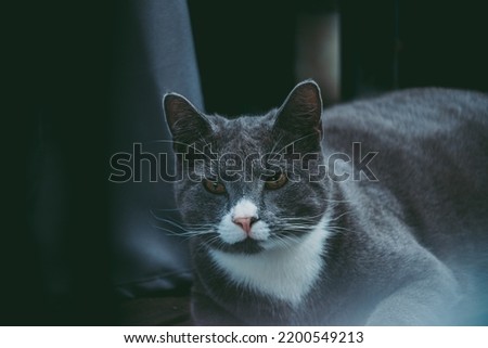Took some photos of this grey and white farmers cat.