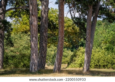Old 200 year old pine trees on a green background. In the park of the Esterházy Castle in Csákvár. Hungary Csakvar