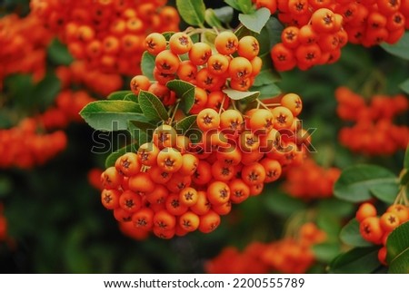 Pyracantha coccinea. Ripe firethorn fruits grow on firethorn bushes. A bunch of pyracantha berries.
 Royalty-Free Stock Photo #2200555789