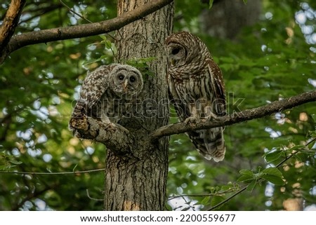 Barred Owl with its young perched on a branch Royalty-Free Stock Photo #2200559677
