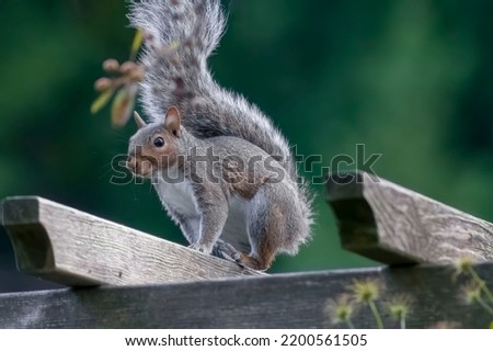 Grey squirrel perching atop a wooden archway at dusk  