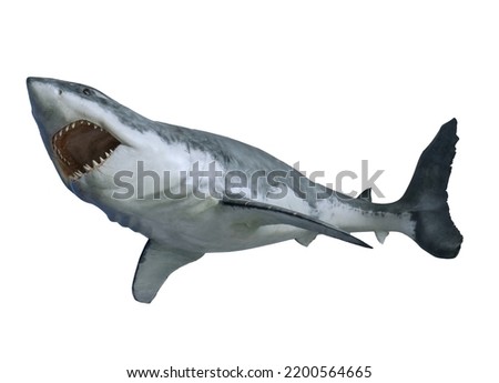 Shark isolated on white background. Great White Shark Attack. 