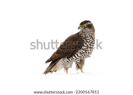 Hawk in snowfall. Northern goshawk, Accipiter gentilis, perched on snowy forest meadow in cold winter. Majestic predator in wild nature. Beautiful bird with yellow eyes. High key image. Royalty-Free Stock Photo #2200567815