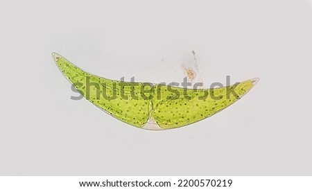 A microalgae from desmid group Closterium ehrenbergii. 400x magnification with selective focus Royalty-Free Stock Photo #2200570219