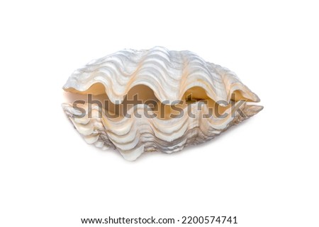 Image of seashells clam pearled on a white background. Undersea Animals. Sea Shells. Royalty-Free Stock Photo #2200574741