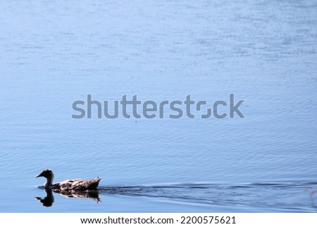 A hybrid duck swimming in Willow Lake in Prescott, Arizona