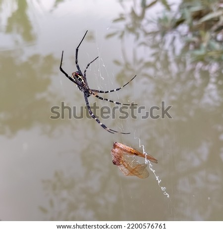 The dragonfly is trapped in a spider's web and the black spider is ready to eat