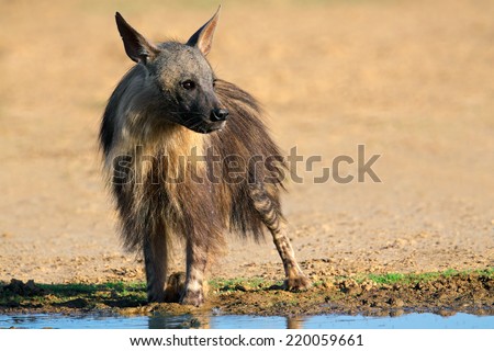 A brown hyena (Hyaena brunnea) at a waterhole, Kalahari desert, South Africa