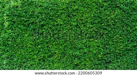 Small green leaves in hedge wall texture background. Closeup green hedge plant in garden. Eco evergreen hedge wall. Natural backdrop. Beauty in nature. Green leaves with natural pattern wallpaper. Royalty-Free Stock Photo #2200605309