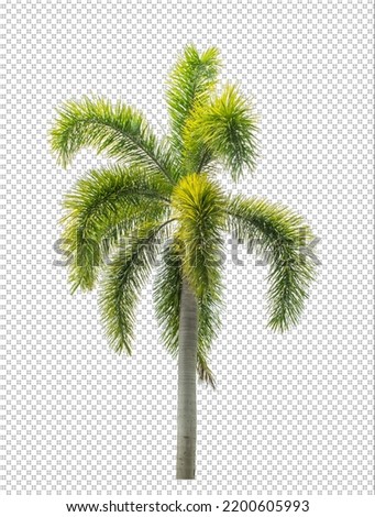 Palm tree on transparent picture background with clipping path, single tree with clipping path and alpha channel