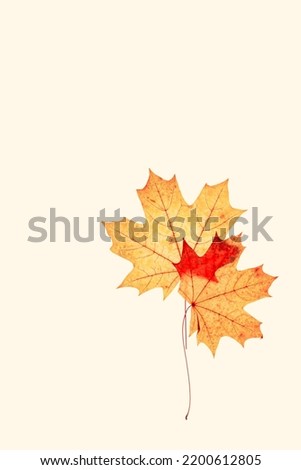Close up autumn red yellow maple leaves with natural texture on beige background, copy space. Natural fallen autumn leaf as minimal flat lay. Beautiful seasonal fall foliage, botanical trend design